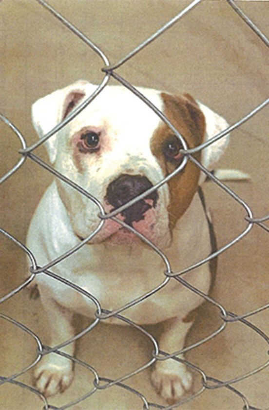 BE deals with dangerous dog – again | News, Sports, Jobs - Faribault County Register - Vimarsana News
